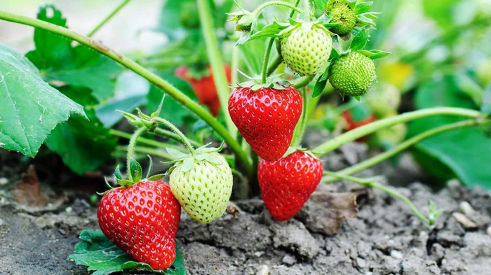 Es ist Zeit, Erdbeersetzlinge zu pflanzen: Hier sind die besten Tage zum Pflanzen – die Beeren werden riesig sein