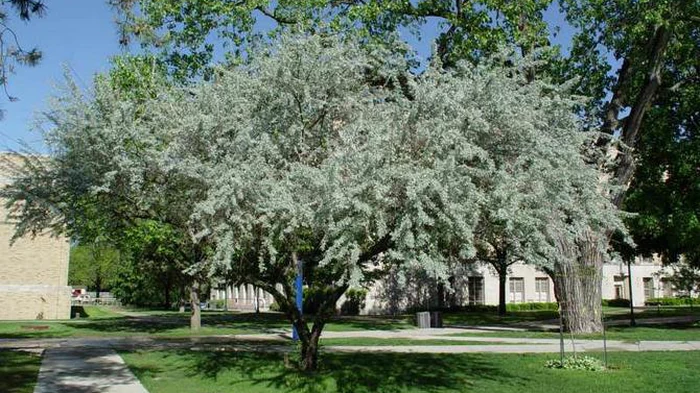 Gärtner haben 6 Bäume genannt, die Sie niemals in Ihrem Garten pflanzen sollten