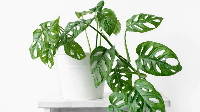 Monstera sollten nicht im Haus angebaut werden, und hier ist der Grund dafür: 3 Gründe, warum sie gefährlich sind