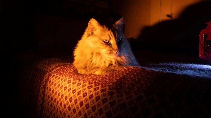 Wie man erkennt, dass die Katze kalt ist: Experten nennen 9 sichere Anzeichen